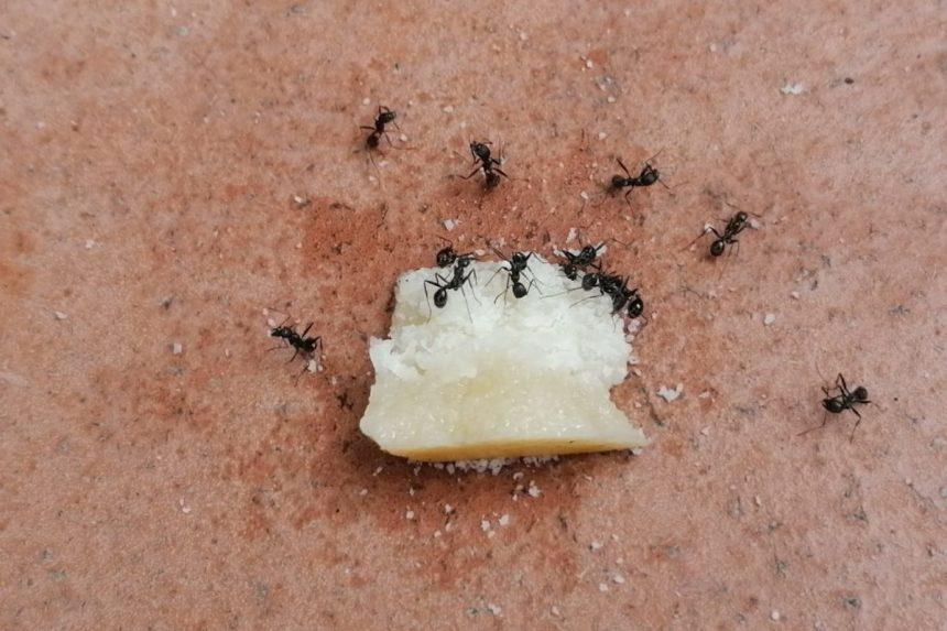 Šis preparatas padės greitai ir veiksmingai išnaikinti skruzdes jūsų namuose