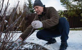 Šiuos augalus būtina genėti gruodį: pavasarį jie atsilygins įspūdingu žydėjimu ir derliumi