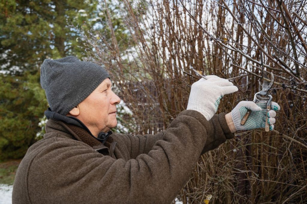 Šiuos augalus būtina genėti gruodį: pavasarį jie atsilygins įspūdingu žydėjimu ir derliumi. Kodėl žiemos genėjimas naudingas?