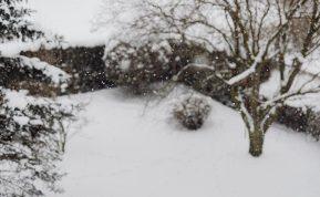 Snieguotomis dienomis atsiminkite šį patarimą: tai gali tapti nemokša trąša ir apsauga jūsų augalams.