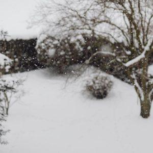 Snieguotomis dienomis atsiminkite šį patarimą: tai gali tapti nemokša trąša ir apsauga jūsų augalams.