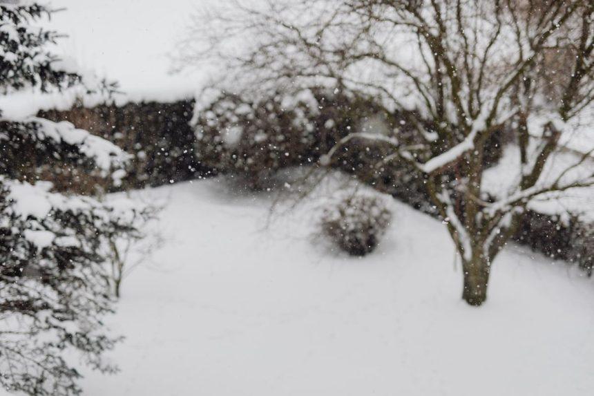 Snieguotomis dienomis atsiminkite šį patarimą: tai gali tapti nemokša trąša ir apsauga jūsų augalams.