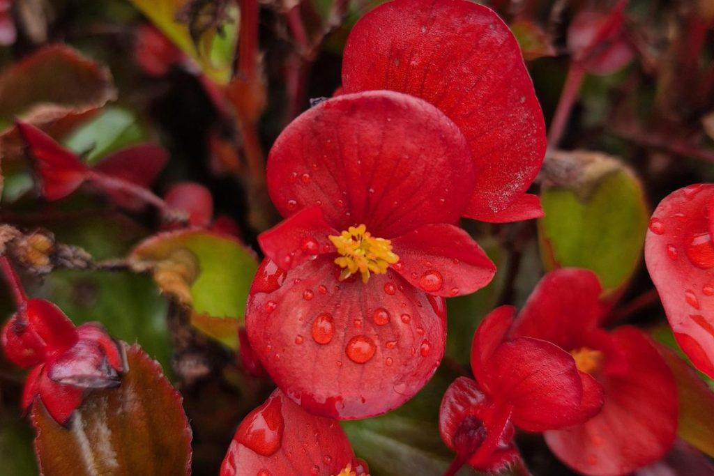 Spalvingos ir interjerą puošiančios gėlės: mažai priežiūros, tačiau tikra namų puošmena. Begonija