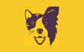 Šuo ar katė? Vienas žvilgsnis į paveikslą gali atskleisti daugiau, nei norėtum pripažinti