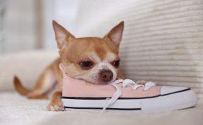 Šuo graužia jūsų batus? Ši paprasta gudrybė padės tą išspręsti