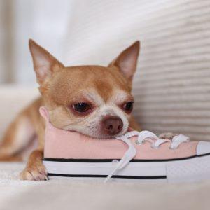 Šuo graužia jūsų batus? Ši paprasta gudrybė padės tą išspręsti