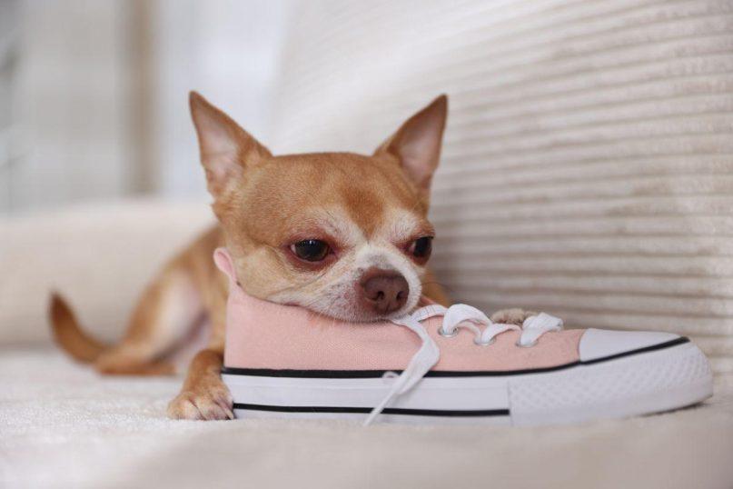 Šuo graužia jūsų batus? Ši paprasta gudrybė padės tą išspręsti