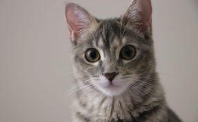 Sužinokite, ką jūsų katino kailio spalva pasako apie jūsų likimą