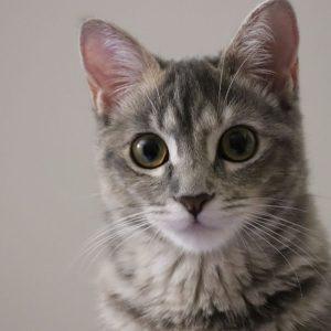 Sužinokite, ką jūsų katino kailio spalva pasako apie jūsų likimą