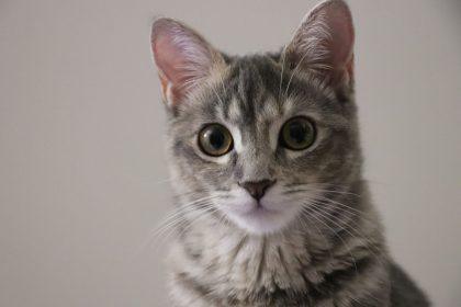 Sužinokite, ką jūsų katino kailio spalva pasako apie jūsų likimą