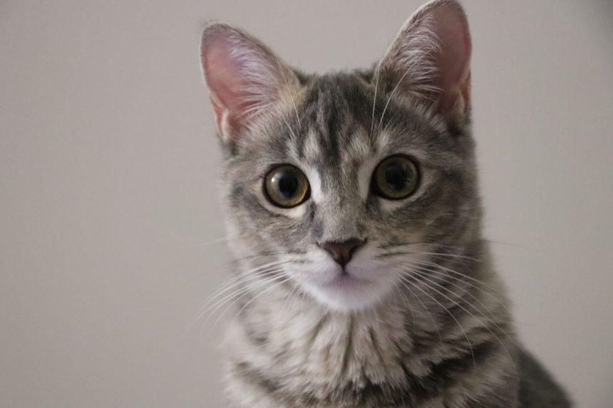 Sužinokite, ką jūsų katino kailio spalva pasako apie jūsų likimą