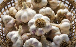 Šviežias česnakas tiesiai iš vazonėlio: sužinokite, kaip užauginti šį augalą namuose ir visada turėkite jo po ranka!