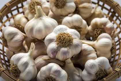 Šviežias česnakas tiesiai iš vazonėlio: sužinokite, kaip užauginti šį augalą namuose ir visada turėkite jo po ranka!