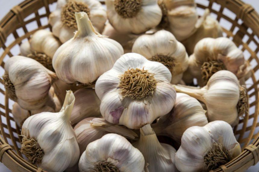 Šviežias česnakas tiesiai iš vazonėlio: sužinokite, kaip užauginti šį augalą namuose ir visada turėkite jo po ranka!