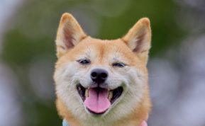 Testas: išsirinkite šunį ir jis jums pasakys, ar jūsų noras išsipildys