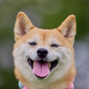 Testas: išsirinkite šunį ir jis jums pasakys, ar jūsų noras išsipildys