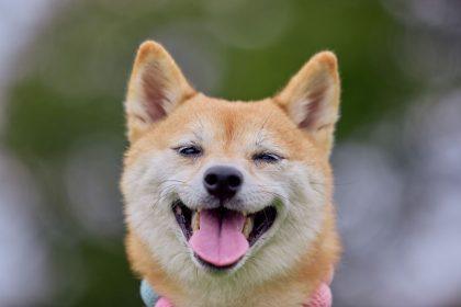 Testas: išsirinkite šunį ir jis jums pasakys, ar jūsų noras išsipildys