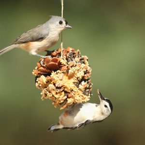 Turite lesyklėlę, tačiau niekas neatskrenda? Šios taisyklės pritrauks net rečiausius sodo svečius