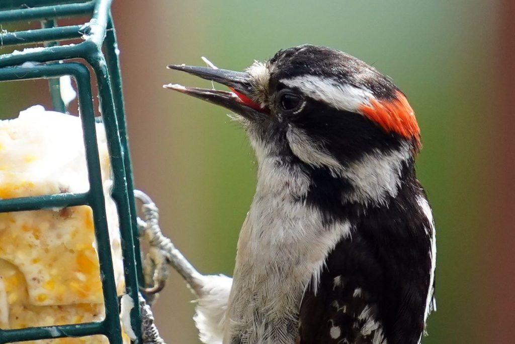 Turite lesyklėlę, tačiau niekas neatskrenda? Šios taisyklės pritrauks net rečiausius sodo svečius. Kaip pritraukti genius