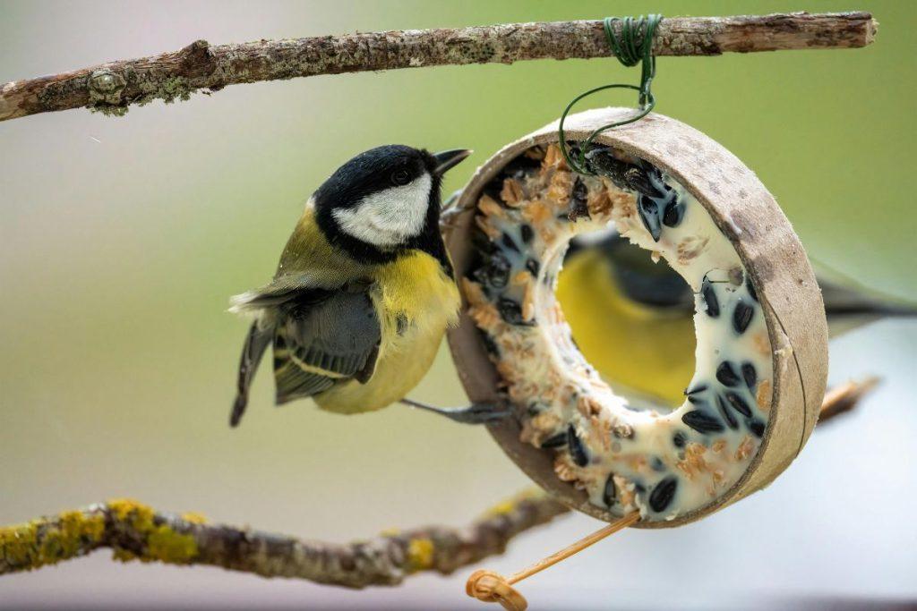 Turite lesyklėlę, tačiau niekas neatskrenda? Šios taisyklės pritrauks net rečiausius sodo svečius, Kodėl paukščiai vengia lesyklos