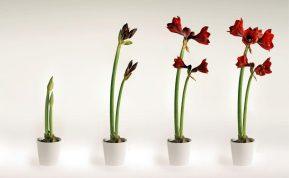 Vadovaukitės šiais trimis patarimais ir jūsų amarilė pradžiugins įspūdingais žiedais