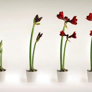 Vadovaukitės šiais trimis patarimais ir jūsų amarilė pradžiugins įspūdingais žiedais