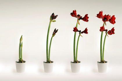 Vadovaukitės šiais trimis patarimais ir jūsų amarilė pradžiugins įspūdingais žiedais