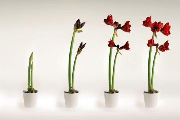 Vadovaukitės šiais trimis patarimais ir jūsų amarilė pradžiugins įspūdingais žiedais