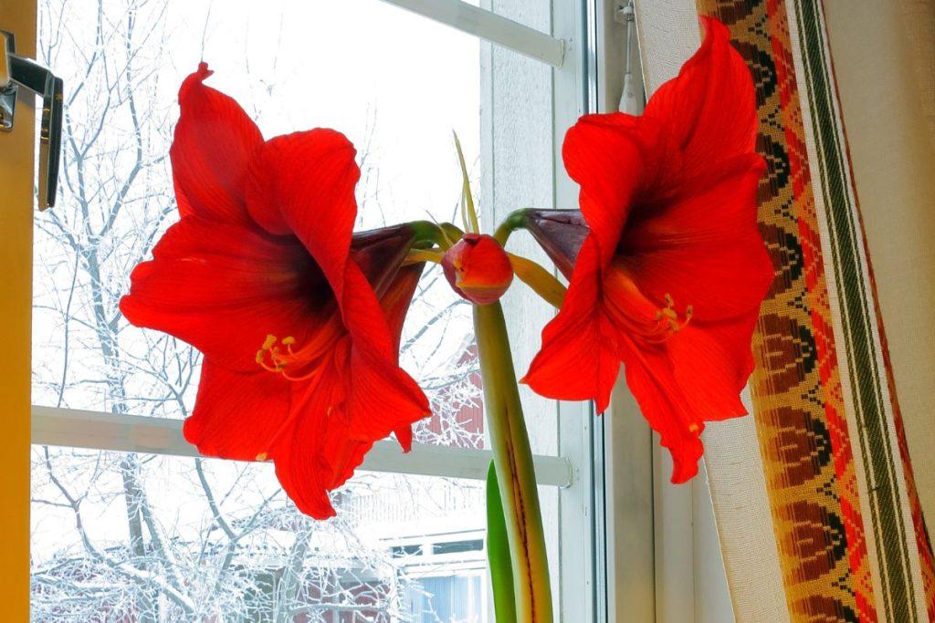 Vadovaukitės šiais trimis patarimais ir jūsų amarilė pradžiugins įspūdingais žiedais. Žiemą kovoja už šviesą