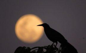 Varnos kapinėse – ne šiaip sutapimas: jų tikroji misija jus nustebins