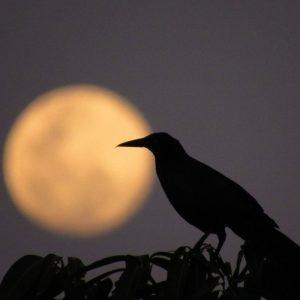 Varnos kapinėse – ne šiaip sutapimas: jų tikroji misija jus nustebins