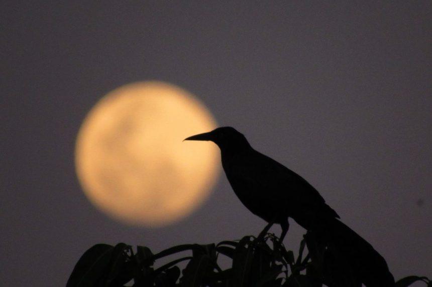 Varnos kapinėse – ne šiaip sutapimas: jų tikroji misija jus nustebins