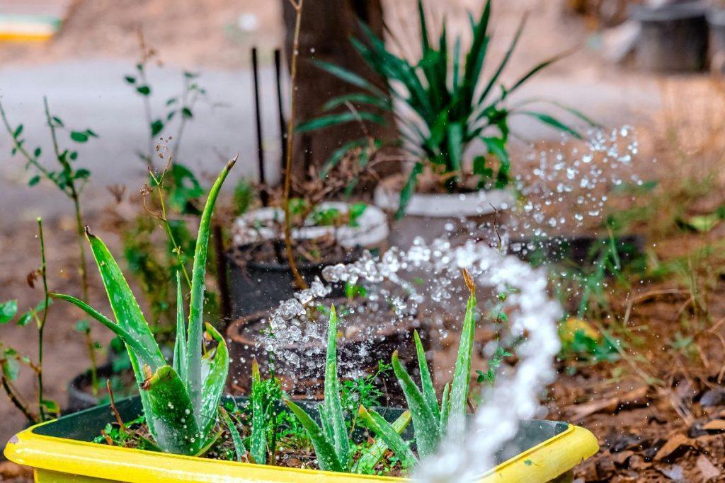Viena neatsakinga klaida gali sunaikinti jūsų alijošių greičiau, nei manote. Alijošiaus laistymas