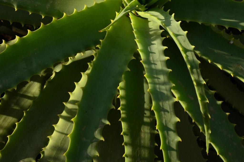 Viena neatsakinga klaida gali sunaikinti jūsų alijošių greičiau, nei manote. Jis kaupia vandenį savyje