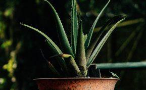 Viena neatsakinga klaida gali sunaikinti jūsų alijošių greičiau, nei manote.