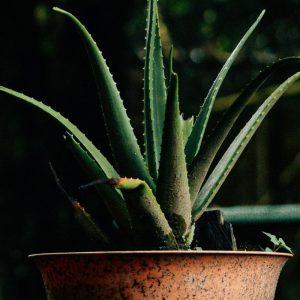 Viena neatsakinga klaida gali sunaikinti jūsų alijošių greičiau, nei manote.