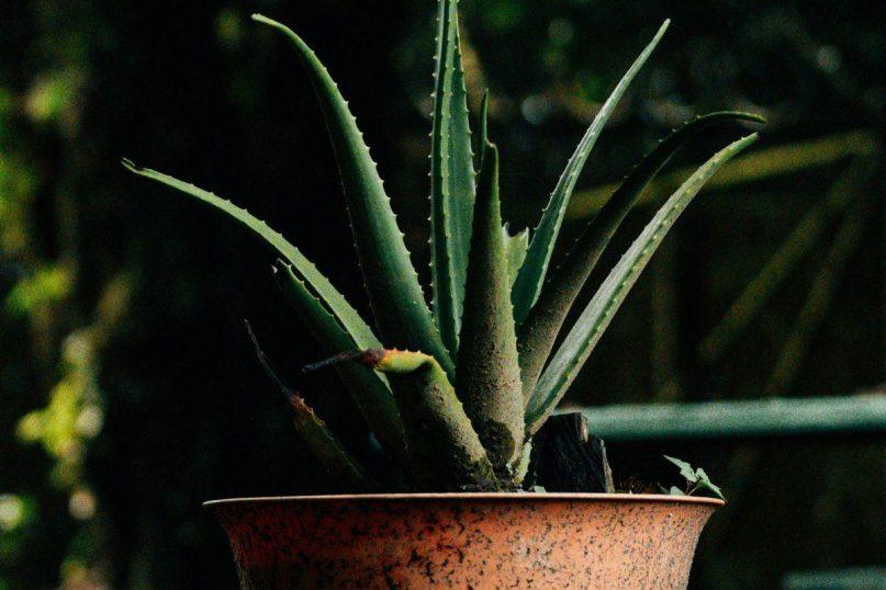 Viena neatsakinga klaida gali sunaikinti jūsų alijošių greičiau, nei manote.