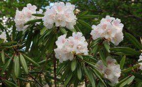 Viena paprasta medžiaga žiemą saugo, maitina ir keičia augalus neatpažįstamai