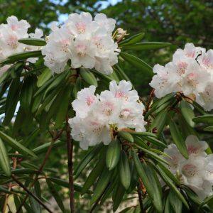 Viena paprasta medžiaga žiemą saugo, maitina ir keičia augalus neatpažįstamai