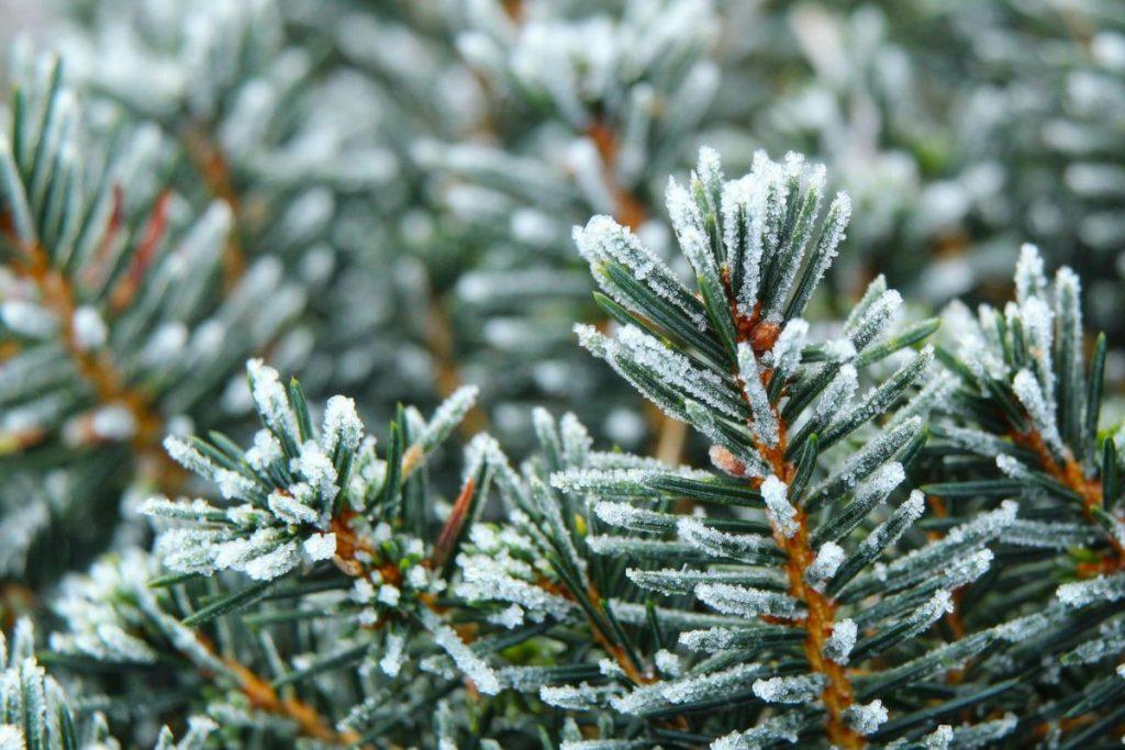 Viena paprasta medžiaga žiemą saugo, maitina ir keičia augalus neatpažįstamai. Kodėl sodininkai renkasi spyglių mulčą?