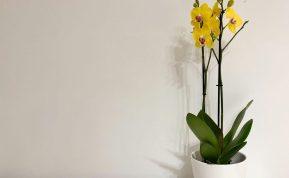 Viena sodininkė man atskleidė būdą, kaip išgelbėti nykstančią orchidėją. Šis būdas atgaivins bet kurį augalą!