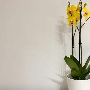 Viena sodininkė man atskleidė būdą, kaip išgelbėti nykstančią orchidėją. Šis būdas atgaivins bet kurį augalą!