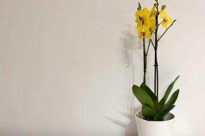 Viena sodininkė man atskleidė būdą, kaip išgelbėti nykstančią orchidėją. Šis būdas atgaivins bet kurį augalą!