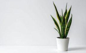 Vienas produktas iš virtuvės, ir sansevjeros lapai tampa atrodys tarsi iš žurnalo viršelio