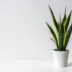 Vienas produktas iš virtuvės, ir sansevjeros lapai tampa atrodys tarsi iš žurnalo viršelio