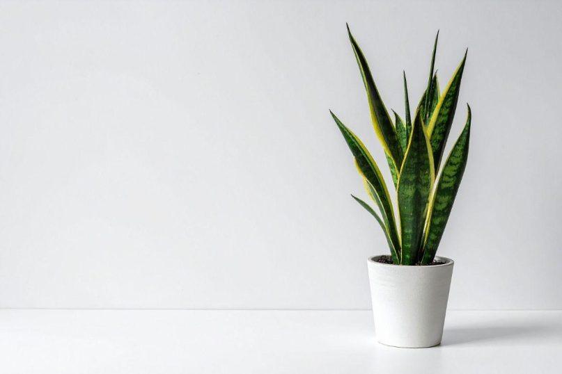 Vienas produktas iš virtuvės, ir sansevjeros lapai tampa atrodys tarsi iš žurnalo viršelio