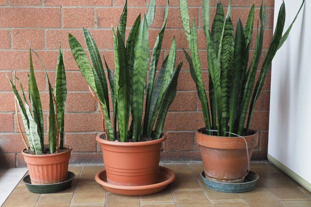 Vienas produktas iš virtuvės, ir sansevjeros lapai tampa atrodys tarsi iš žurnalo viršelio. Kaip teisingai tręšti