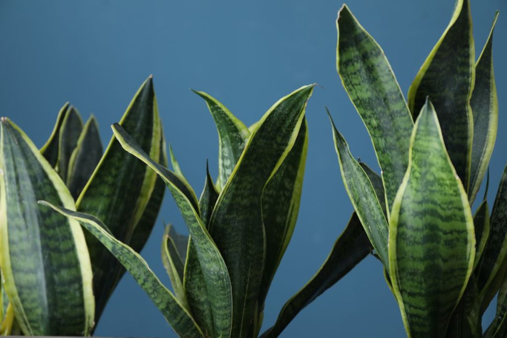 Vienas produktas iš virtuvės, ir sansevjeros lapai tampa atrodys tarsi iš žurnalo viršelio. Kodėl sansevjera - idealus augalas