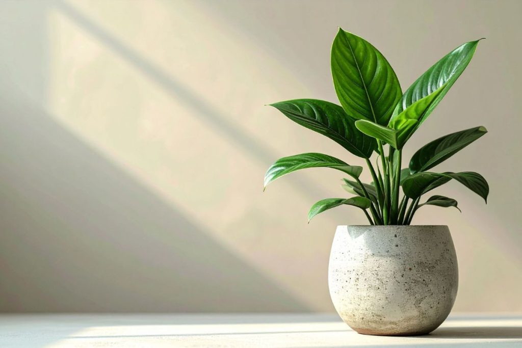 Vienas puodelis per mėnesį – ir jūsų vėzdūnės lapai blizgės, o žiedai sprogs vienas po kito.