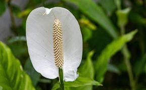 Vienas puodelis per mėnesį – ir jūsų vėzdūnės lapai blizgės, o žiedai sprogs vienas po kito. Kodėl vėzdūnė nežydi